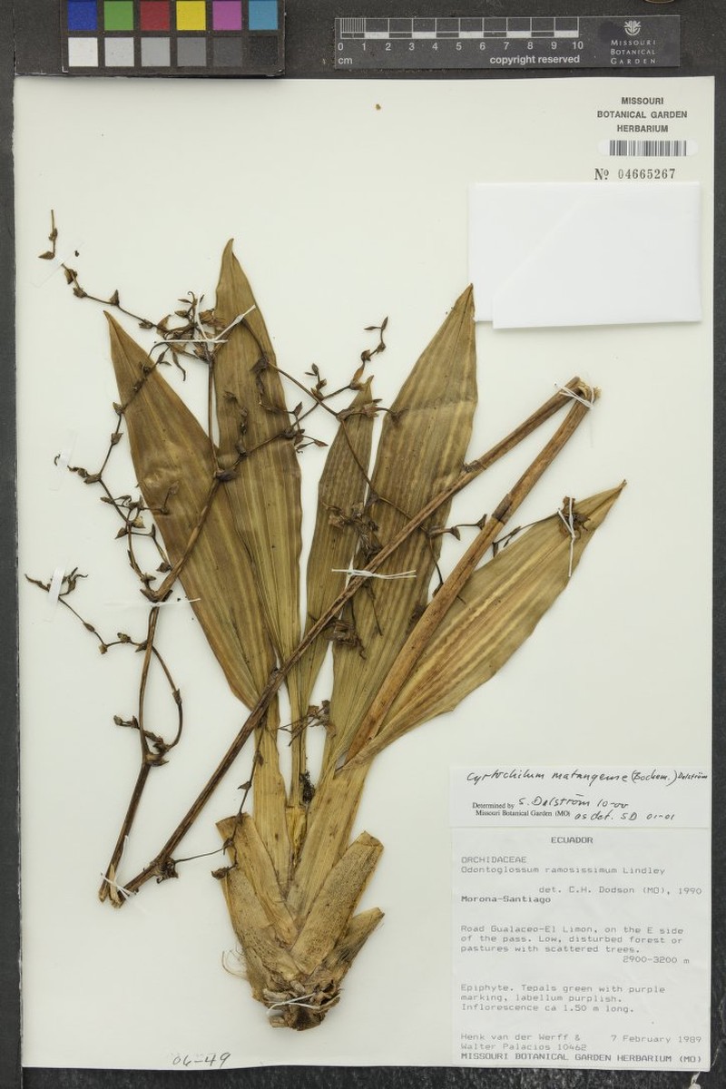 Cyrtochilum matangense