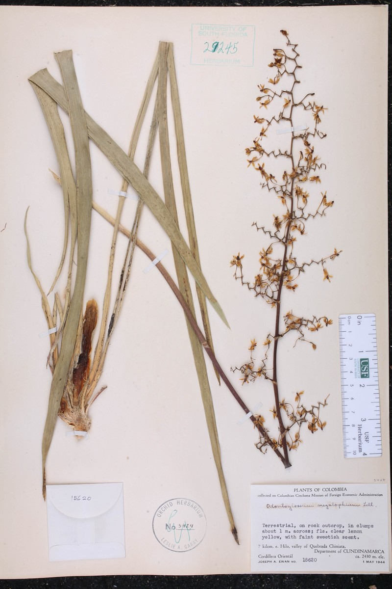 Cyrtochilum megalophium