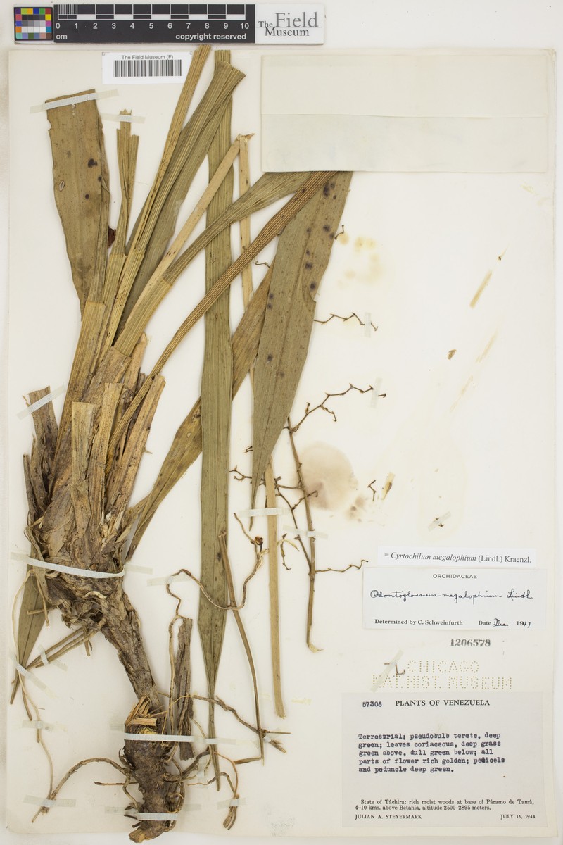 Cyrtochilum megalophium photo 2