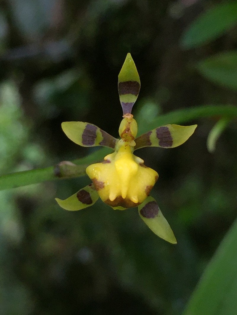 Winged-Lady Orchid