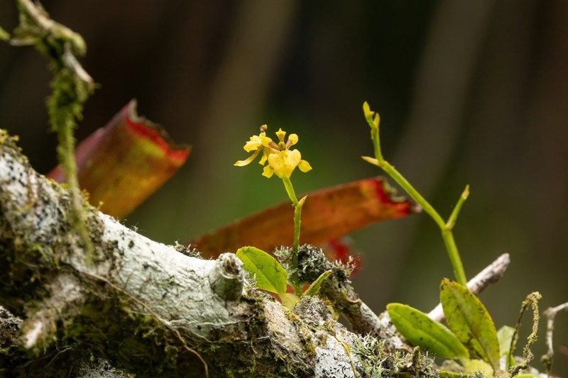 Winged-Lady Orchid photo 2