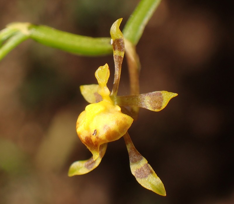 Winged-Lady Orchid photo 3