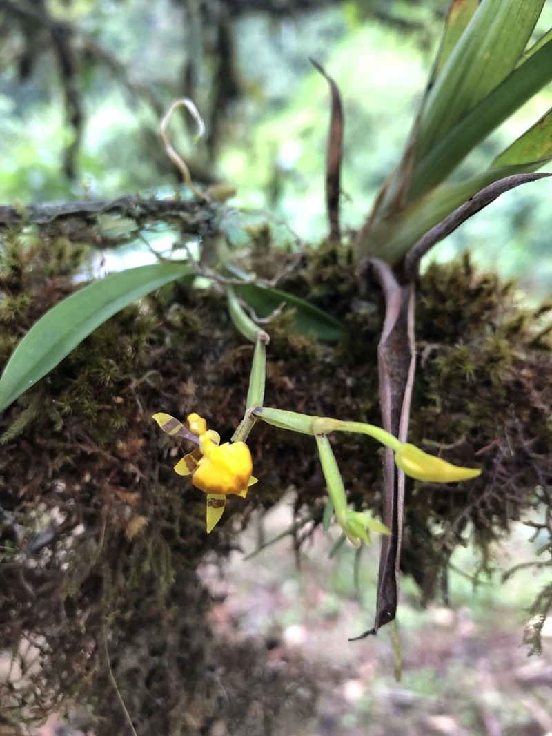 Winged-Lady Orchid photo 4