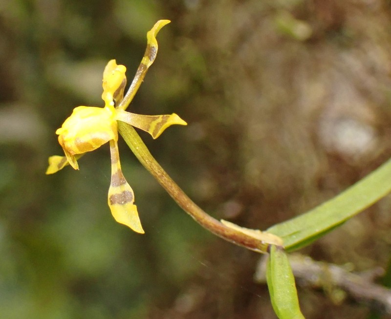Winged-Lady Orchid photo 5