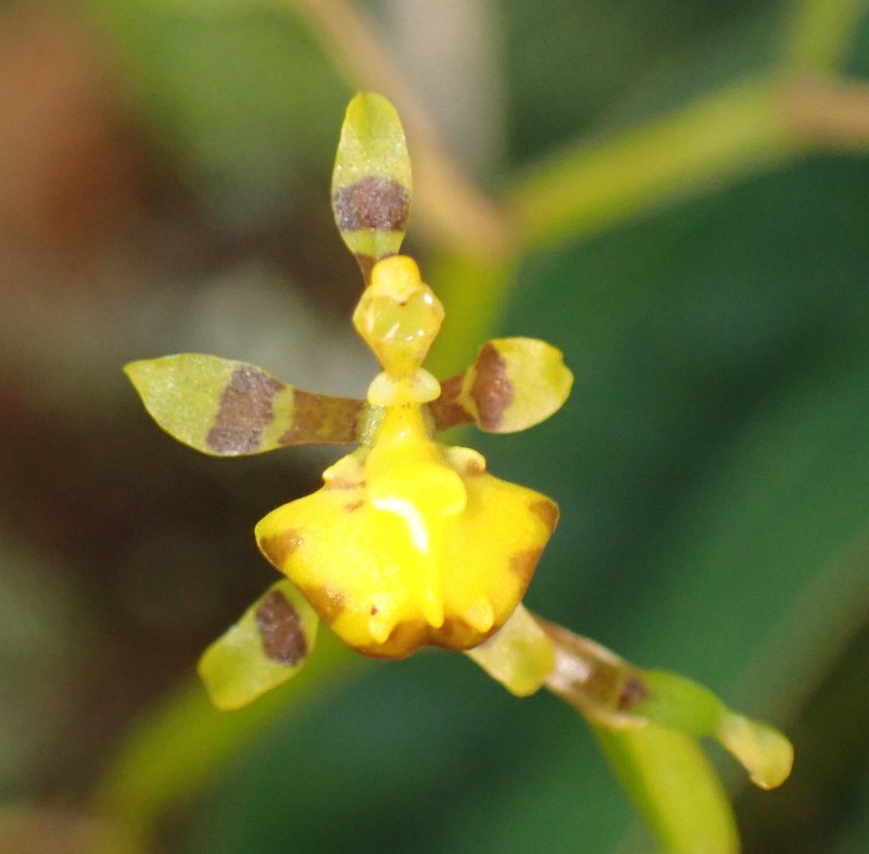 Winged-Lady Orchid photo 6