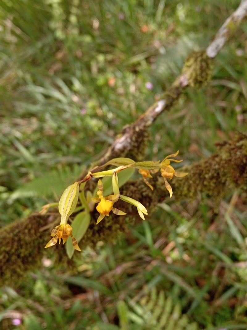 Winged-Lady Orchid photo 7