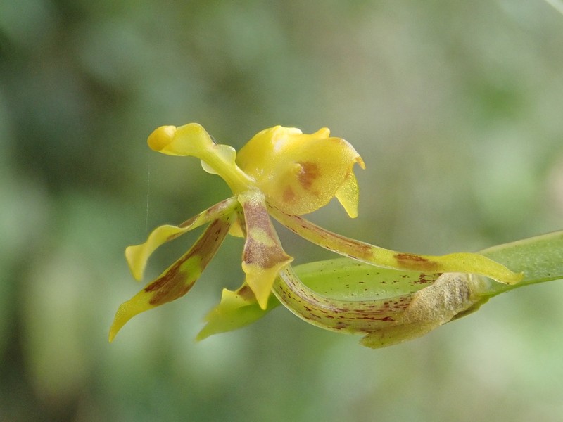 Winged-Lady Orchid photo 8
