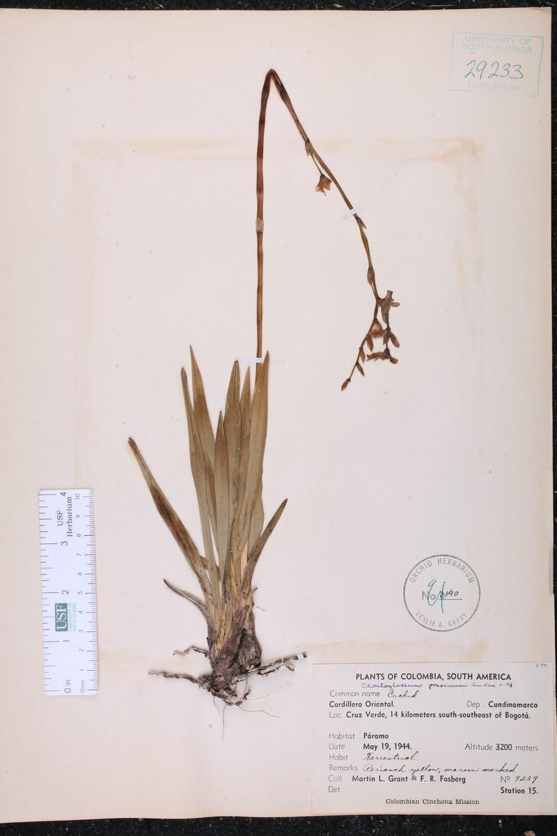 Cyrtochilum melanthes