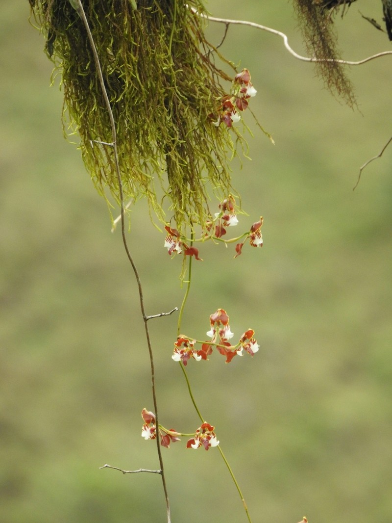 Cyrtochilum mendax