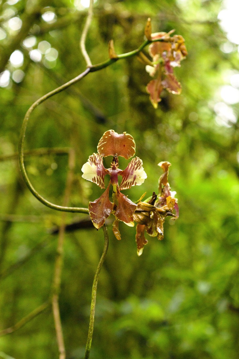 Cyrtochilum mendax photo 2