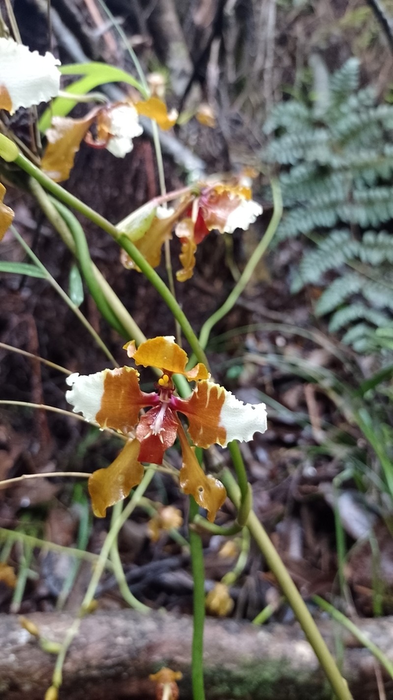 Cyrtochilum mendax photo 3