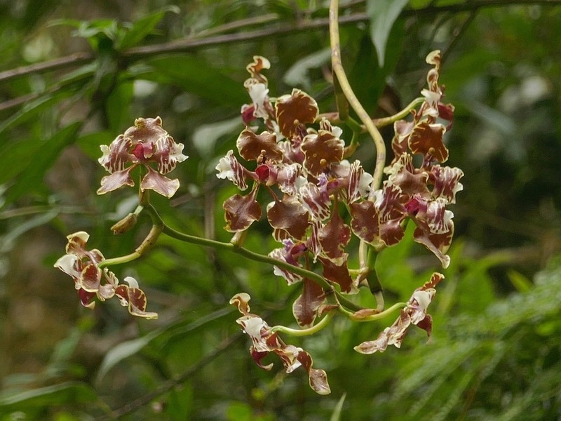 Cyrtochilum mendax photo 4
