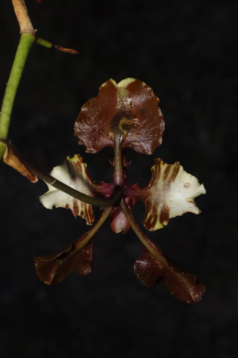 Cyrtochilum mendax photo 7