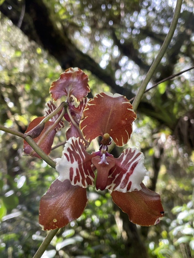 Cyrtochilum mendax photo 8