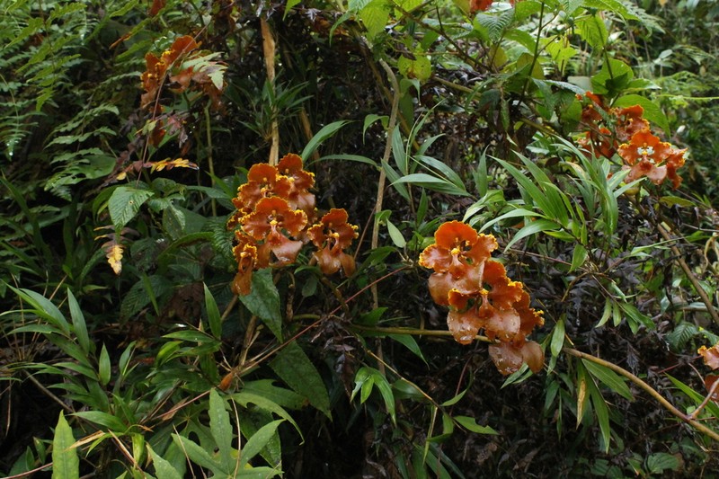 Cyrtochilum metallicum