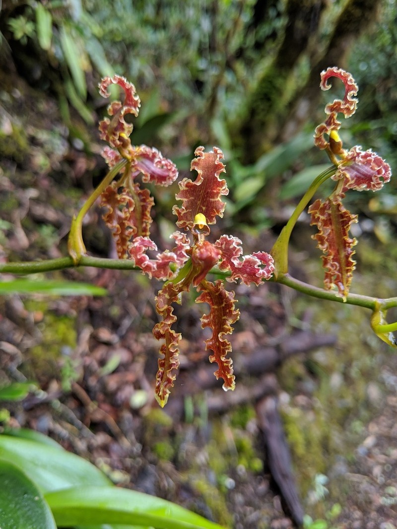 Cyrtochilum methonica
