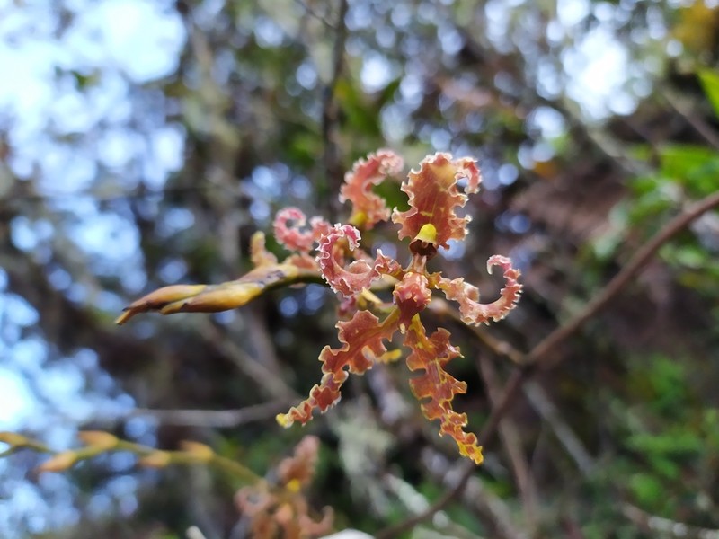 Cyrtochilum methonica photo 2