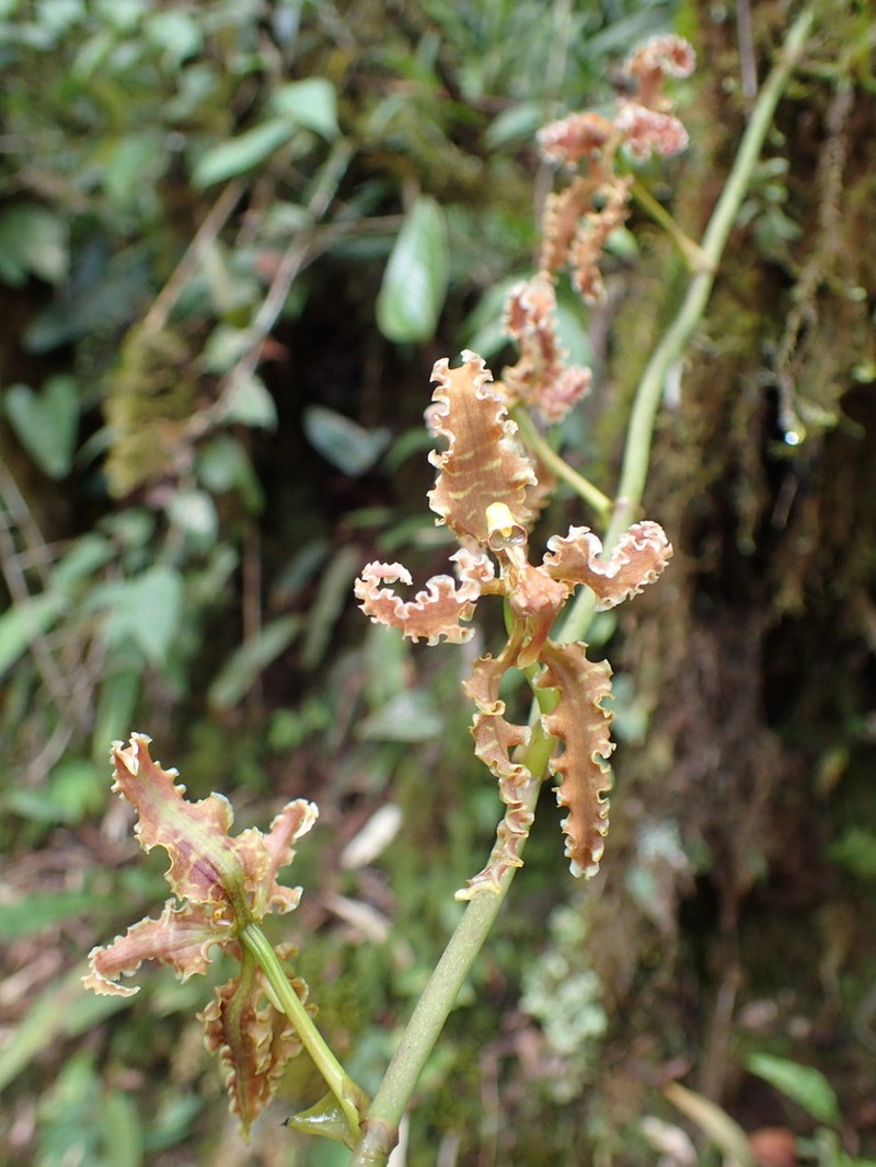 Cyrtochilum methonica photo 3