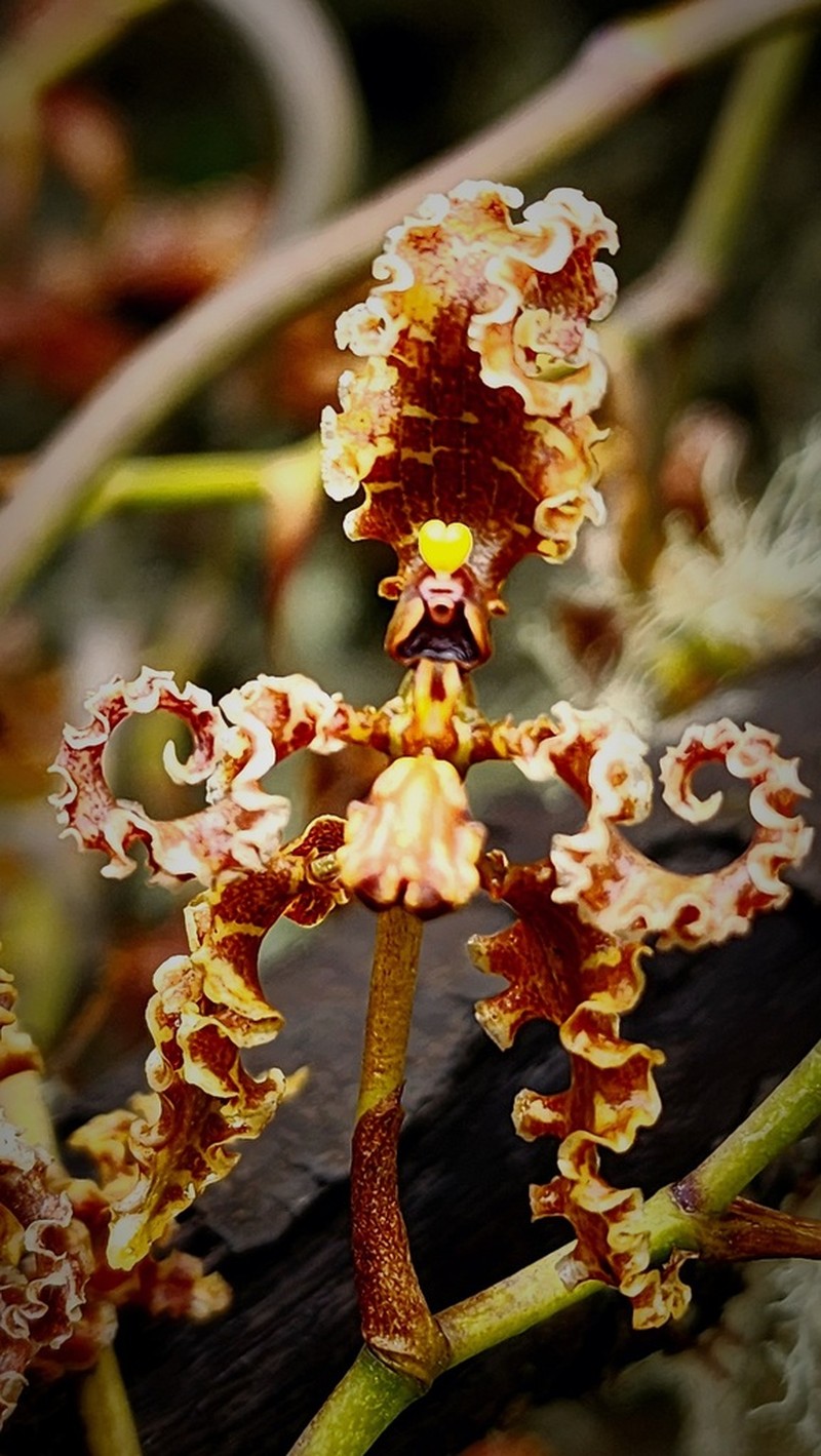 Cyrtochilum methonica photo 4