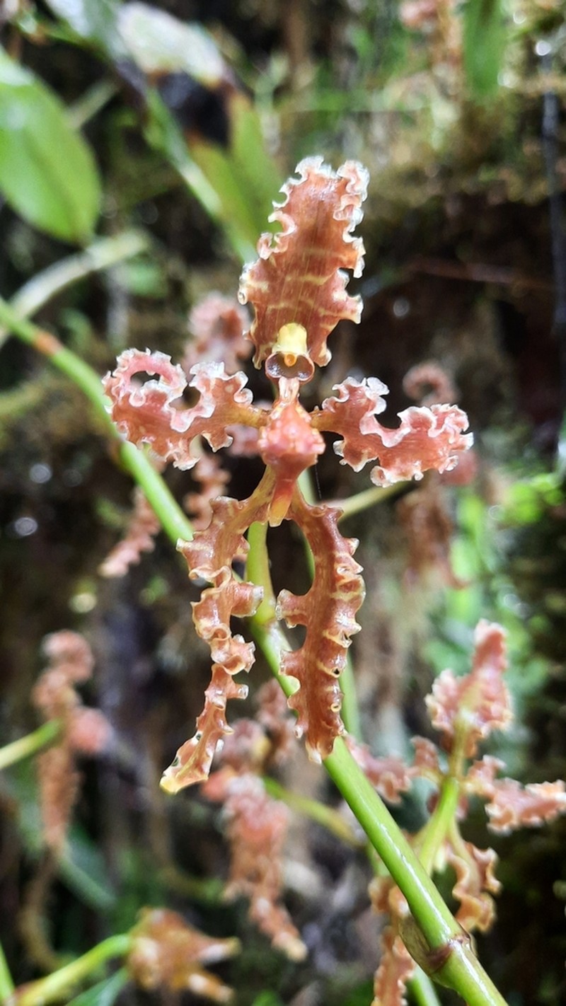 Cyrtochilum methonica photo 5