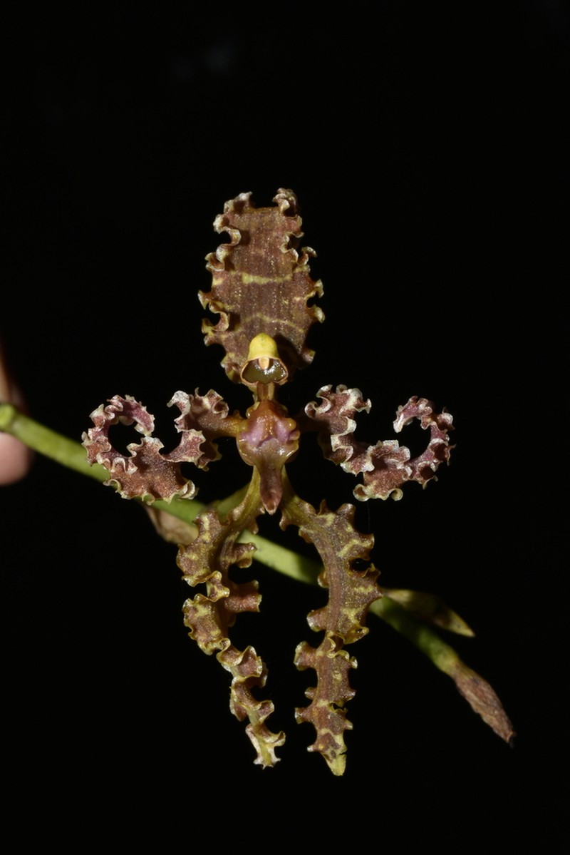 Cyrtochilum methonica photo 6