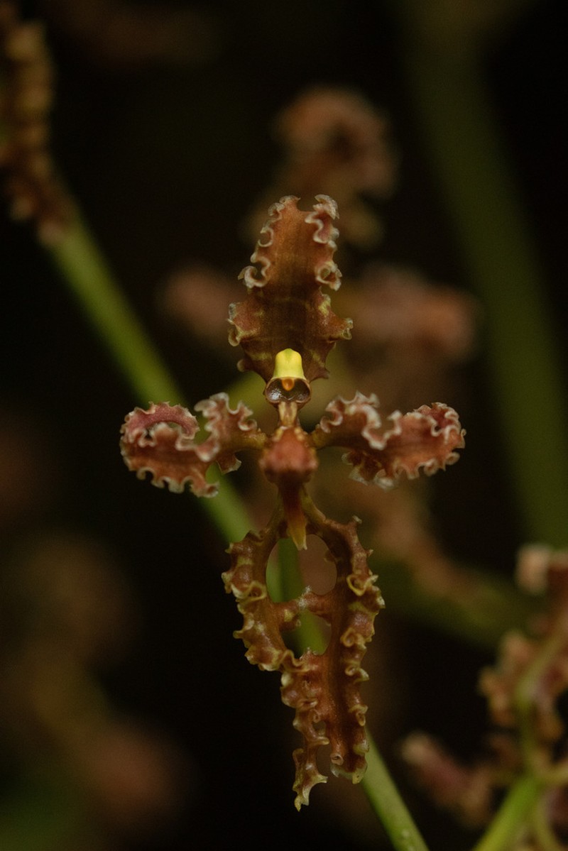 Cyrtochilum methonica photo 7