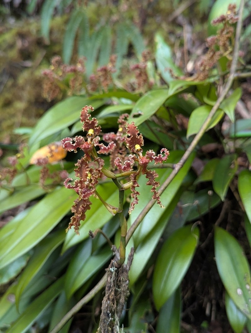 Cyrtochilum methonica photo 8