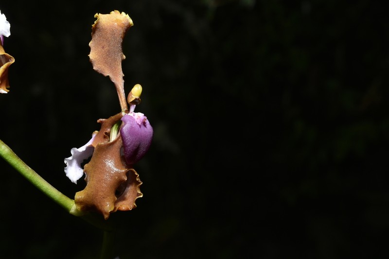 Cyrtochilum microxiphium