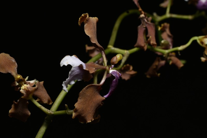 Cyrtochilum microxiphium photo 2