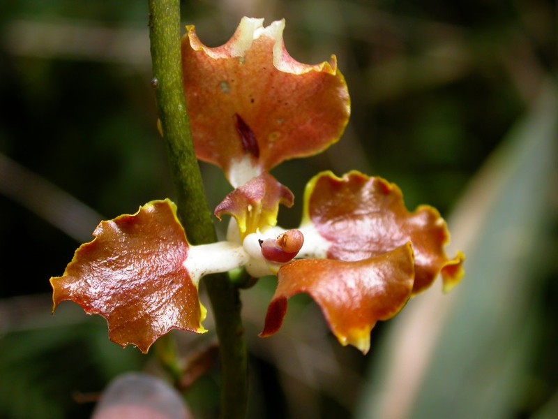 Cyrtochilum microxiphium photo 5