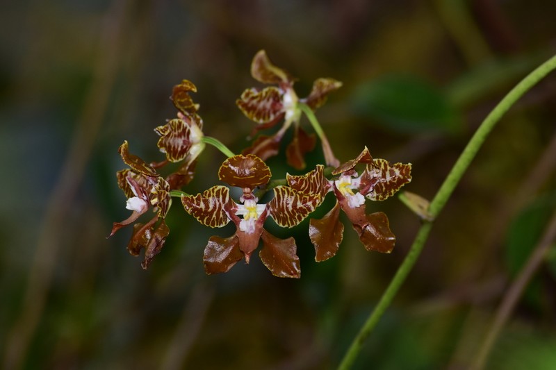 Cyrtochilum minax