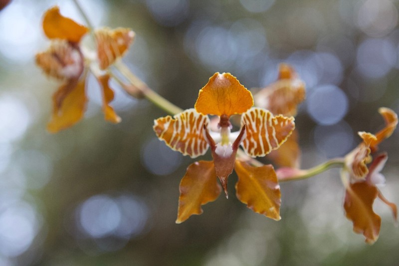 Cyrtochilum minax photo 2