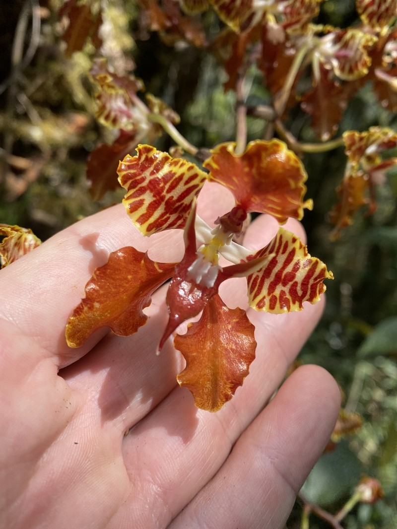 Cyrtochilum minax photo 3