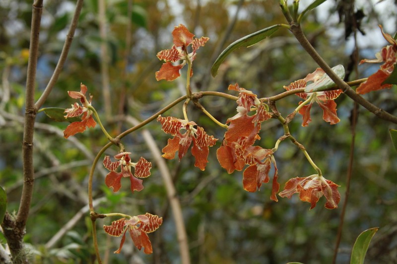 Cyrtochilum minax photo 4