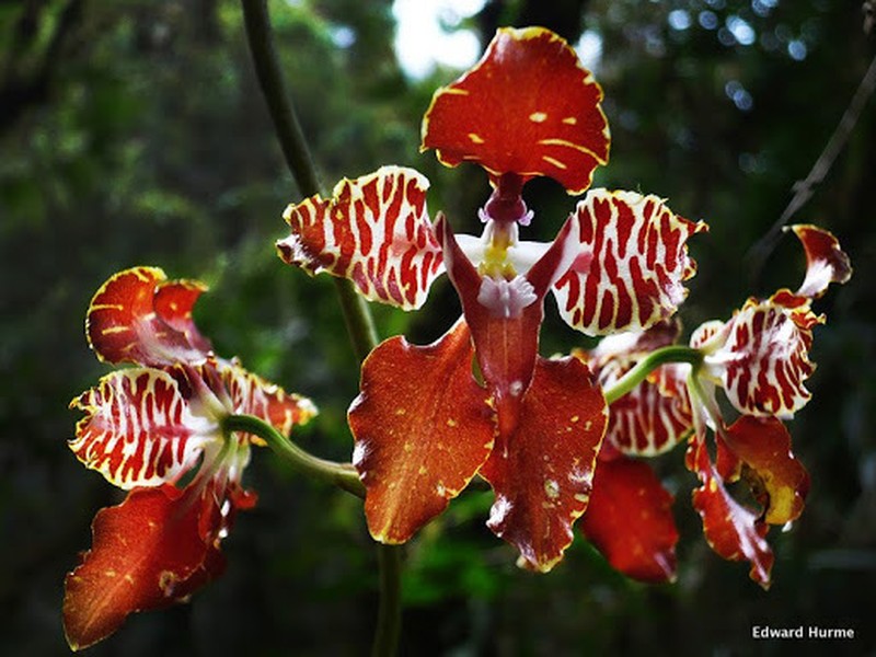 Cyrtochilum minax photo 5