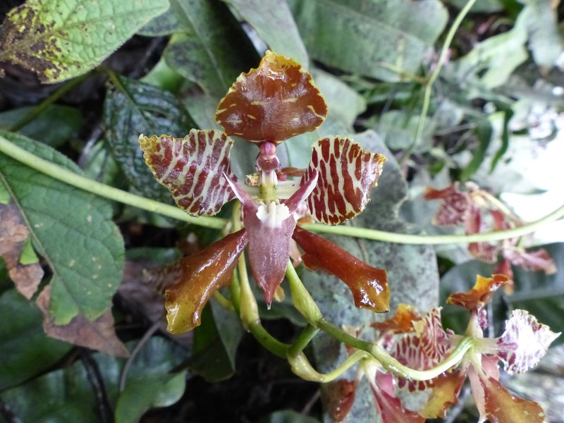 Cyrtochilum minax photo 6