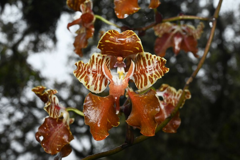 Cyrtochilum minax photo 7