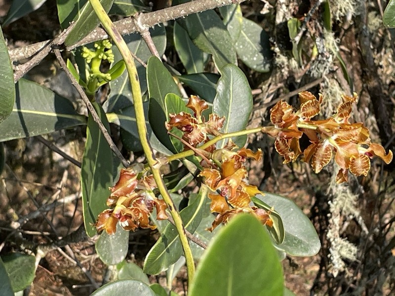 Cyrtochilum minax photo 8