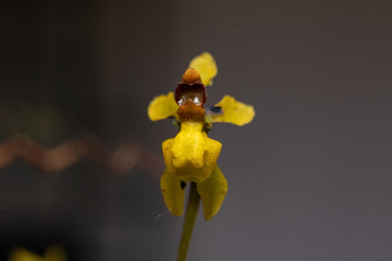 Cyrtochilum murinum