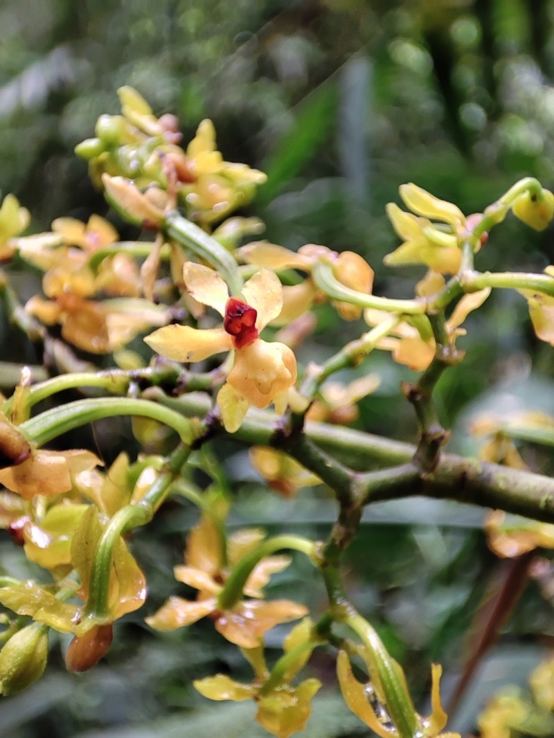 Cyrtochilum murinum photo 2