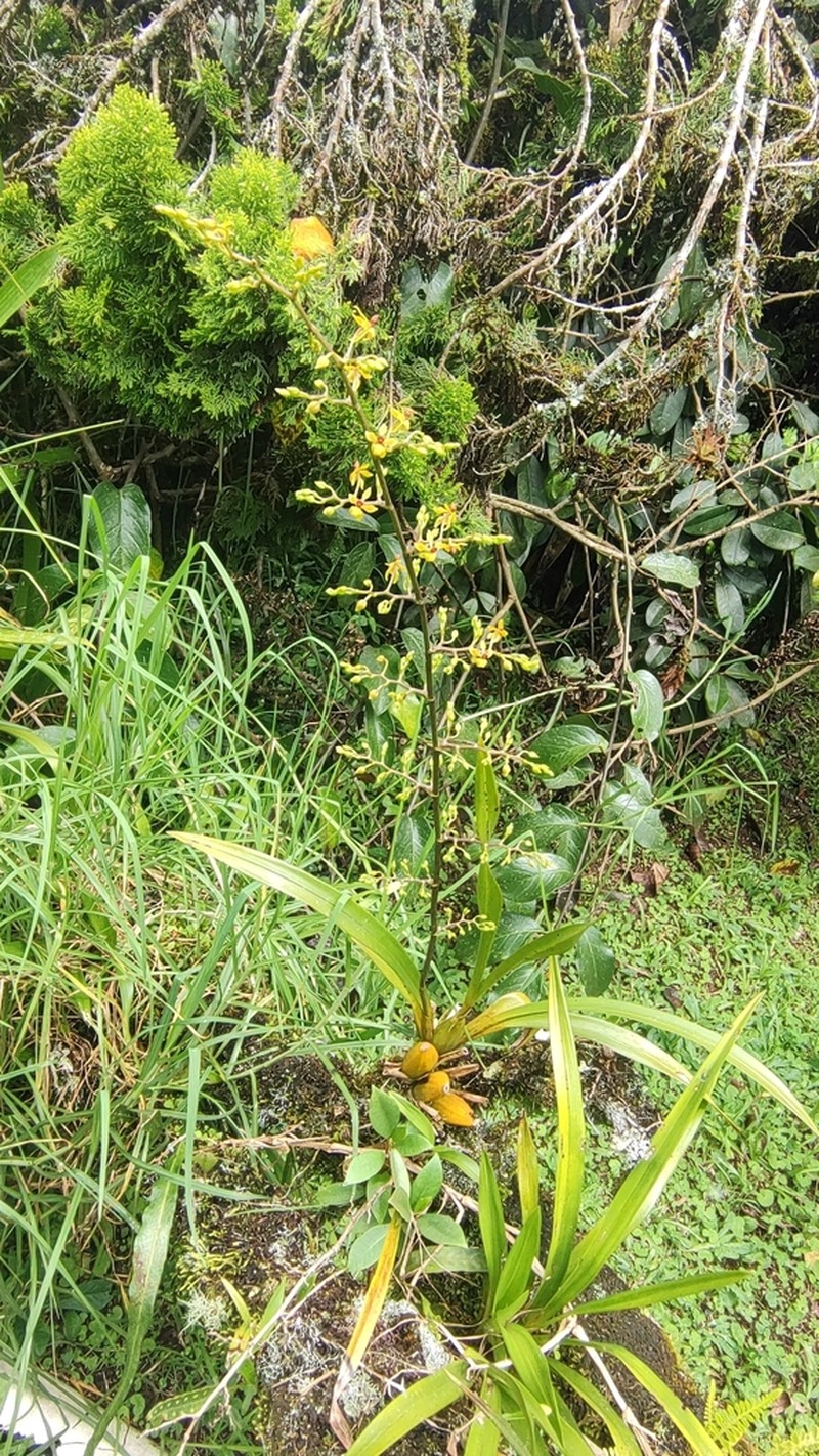 Cyrtochilum murinum photo 3