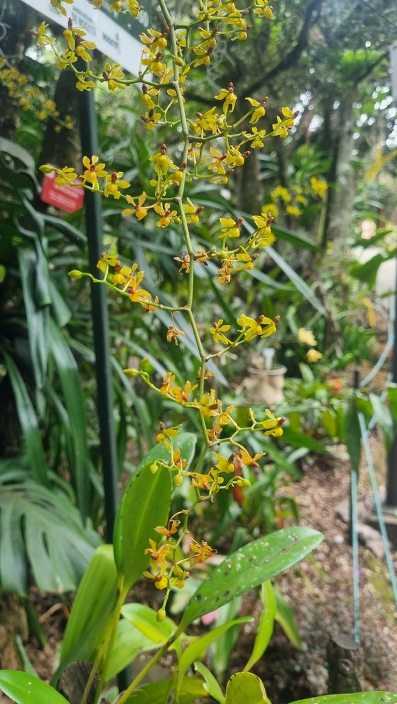 Cyrtochilum murinum photo 4