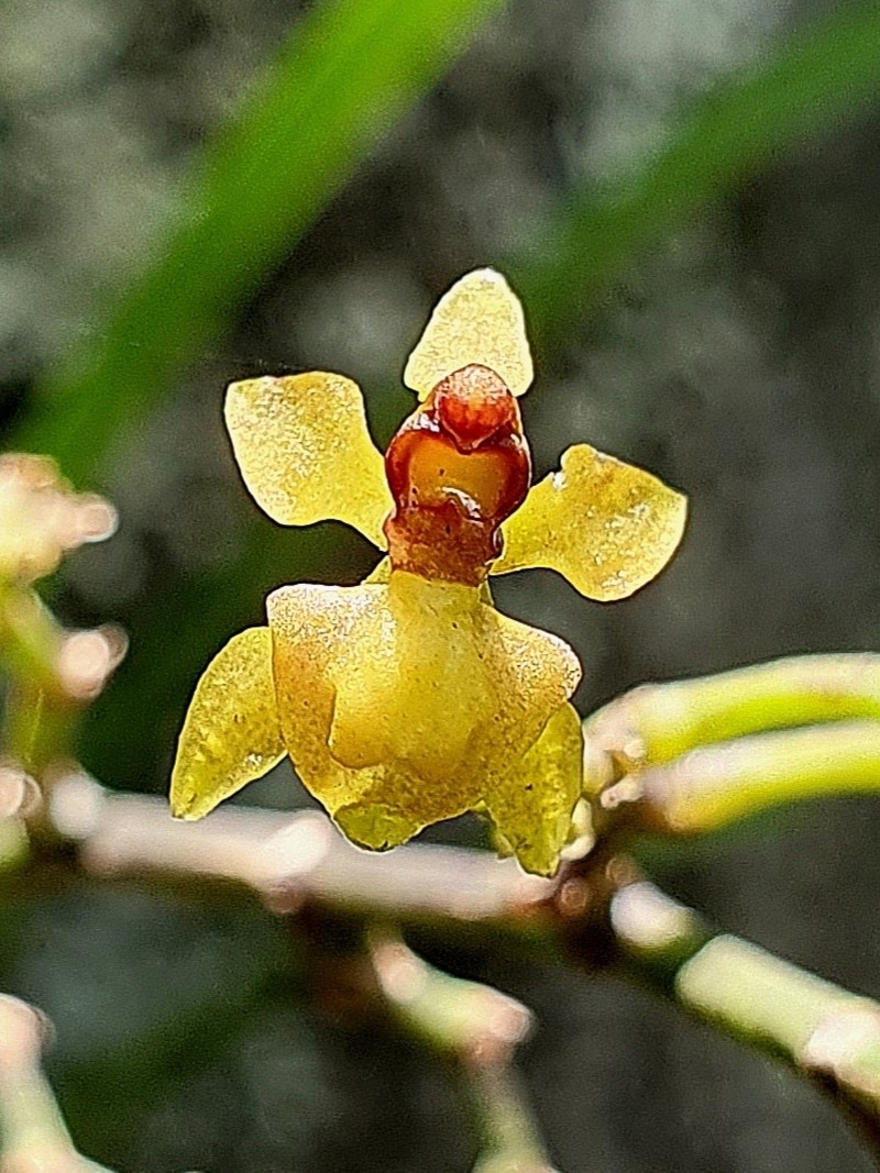Cyrtochilum murinum photo 5