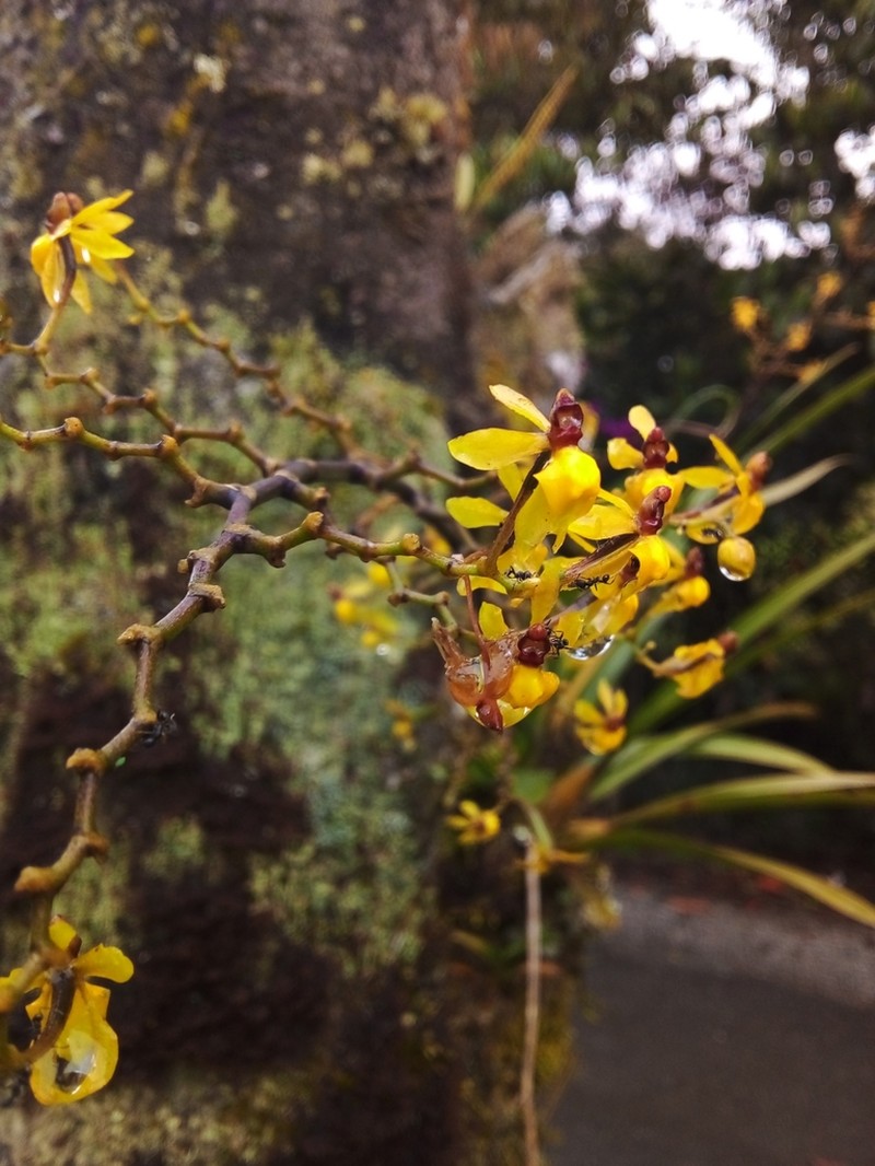 Cyrtochilum murinum photo 6