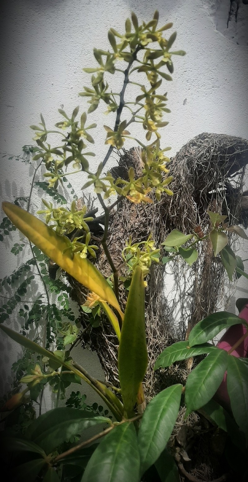 Cyrtochilum murinum photo 7