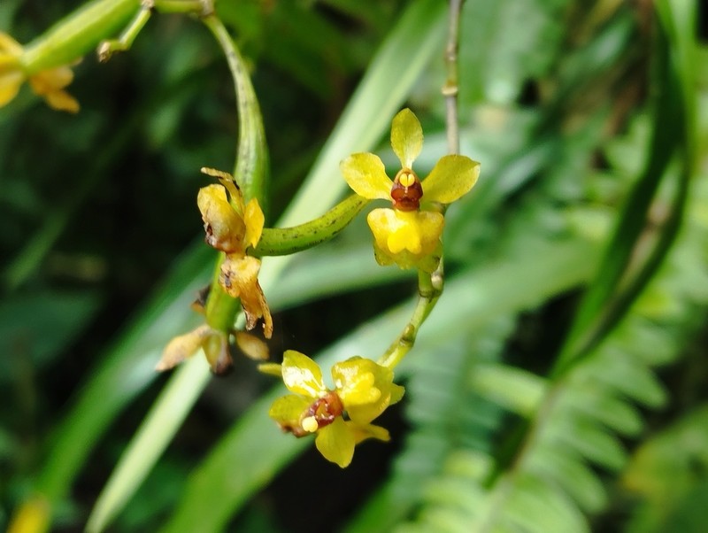 Cyrtochilum murinum photo 8