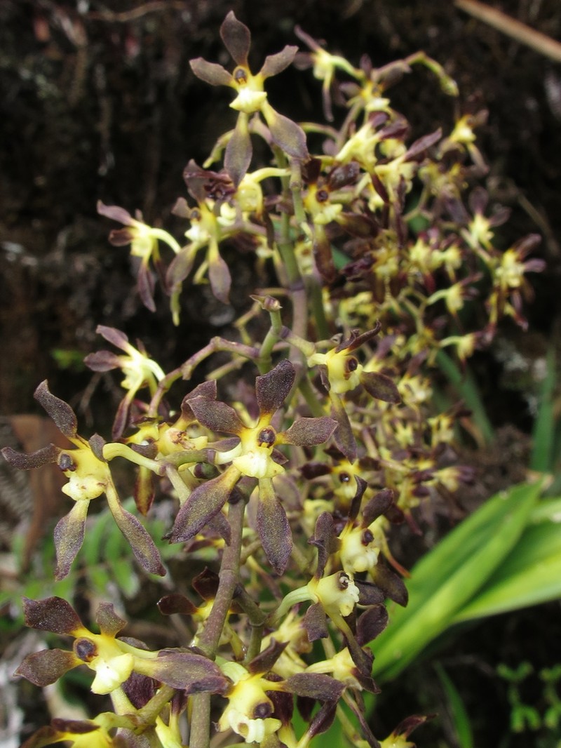 Cyrtochilum myanthum