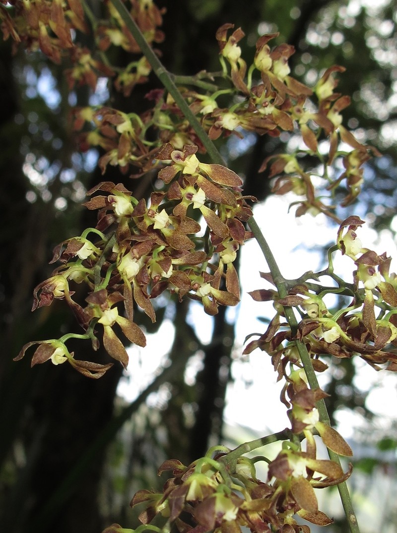Cyrtochilum myanthum photo 2