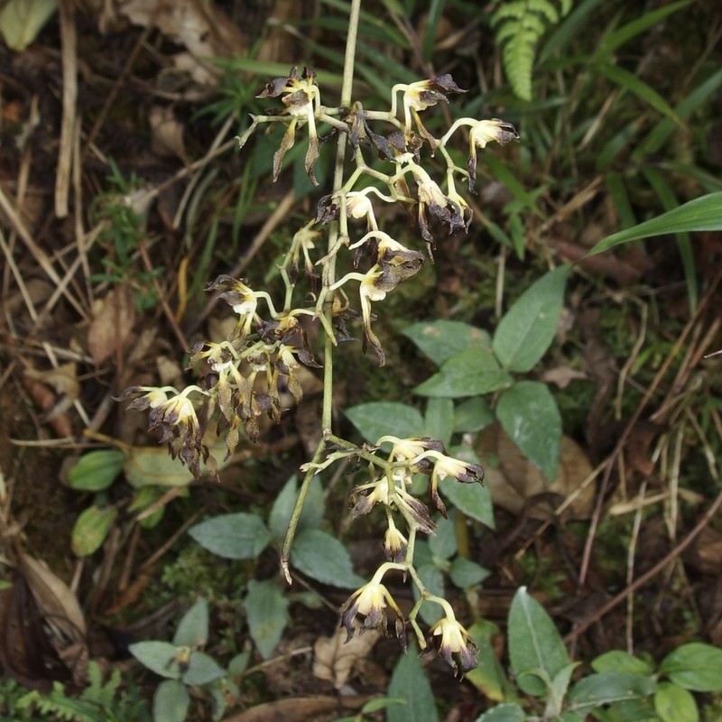 Cyrtochilum myanthum photo 3