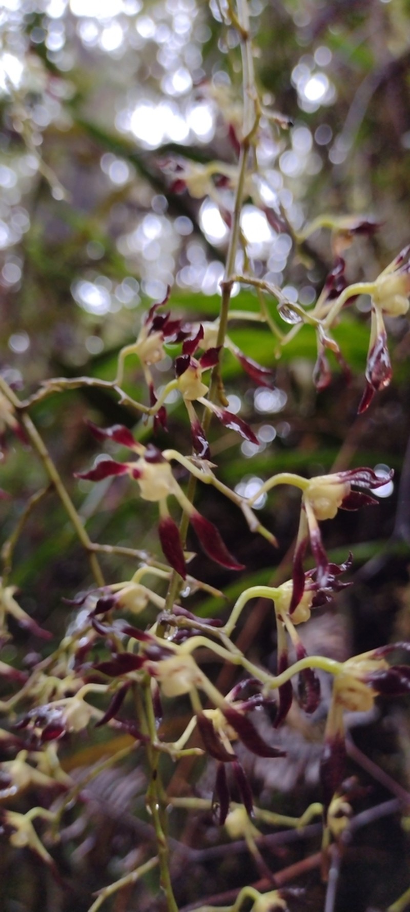 Cyrtochilum myanthum photo 4